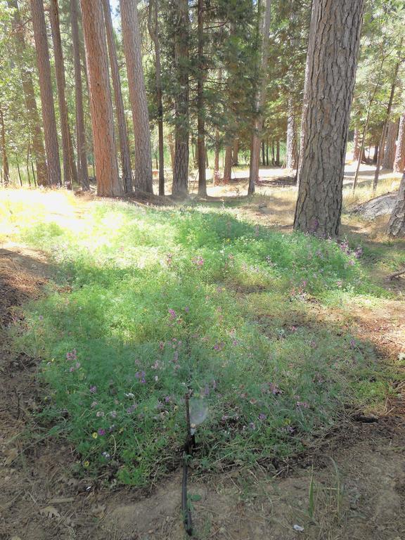 Yosemite Paradise Inn Coulterville Luaran gambar