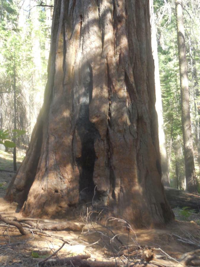 Yosemite Paradise Inn Coulterville Luaran gambar
